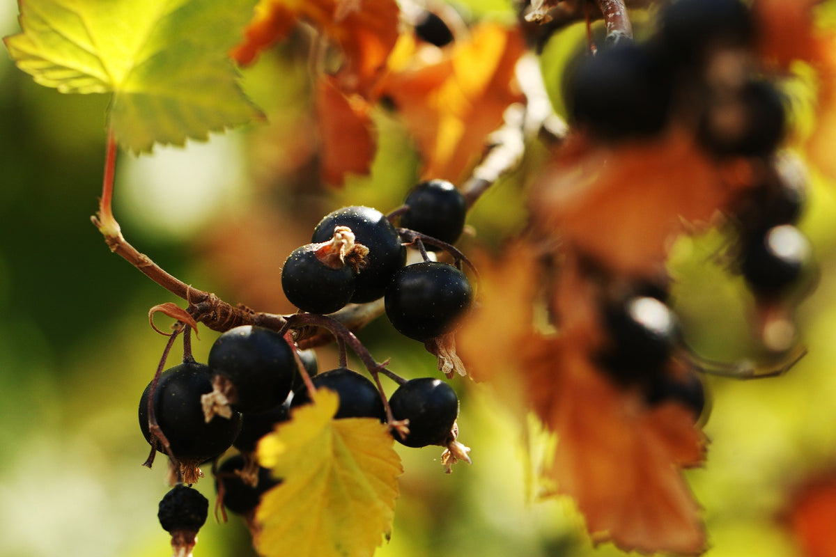 Superfructe pe tot timpul anului: 2. Coacăzele negre – Dryfood